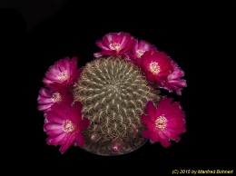 Sulcorebutia steinbachii v. markusii HS64 2016